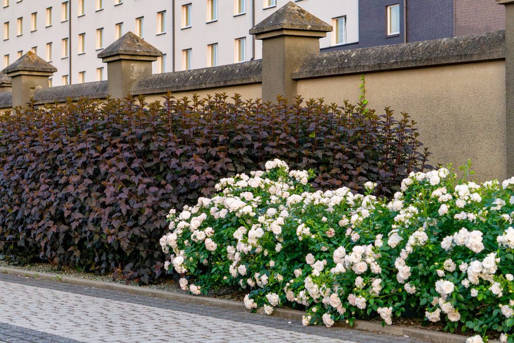 Commercial Bed Maintenance by LandSharx Lawn and Snow