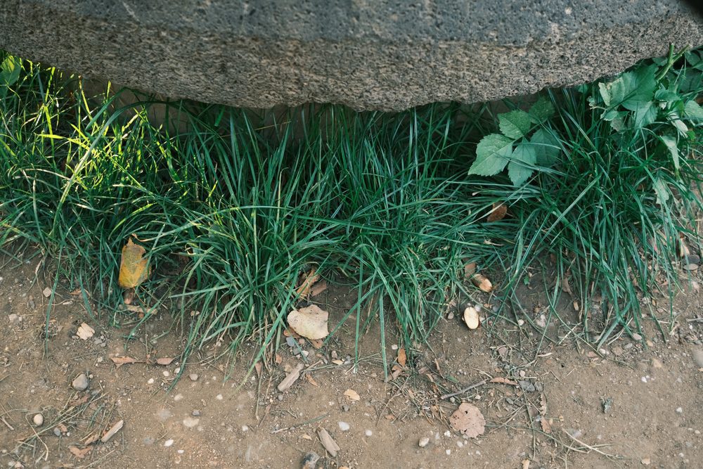 Vegetation Control and Weed Management by LandSharx Lawn and Snow