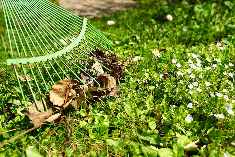 Spring Cleanup Services by LandSharx Lawn Care