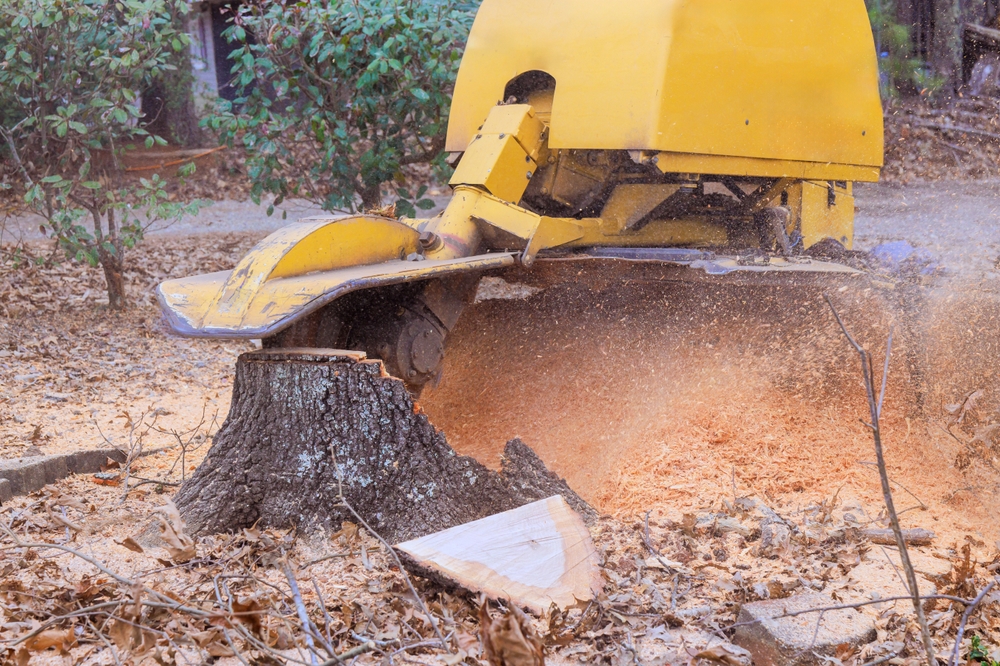 Tree and Stump Grinding services by LandSharx Lawn and Snow