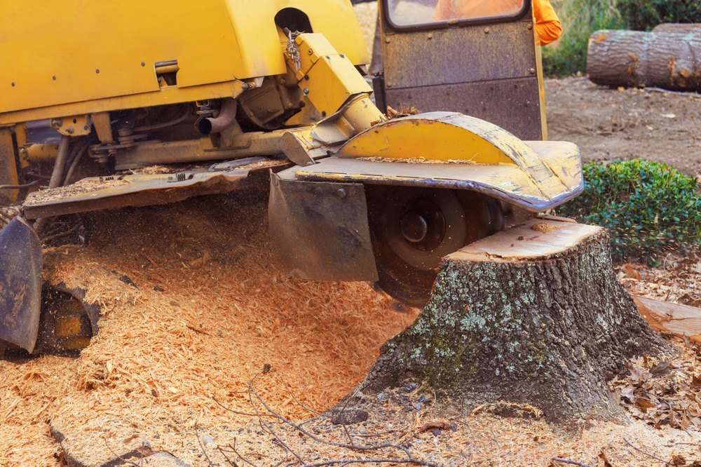 Tree Removal Services by LandSharx Lawn And Snow Removal