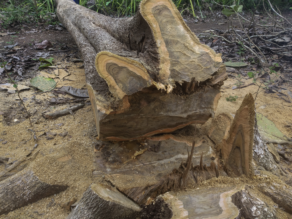 Commercial Tree Removal services by LandSharx Lawn and Snow