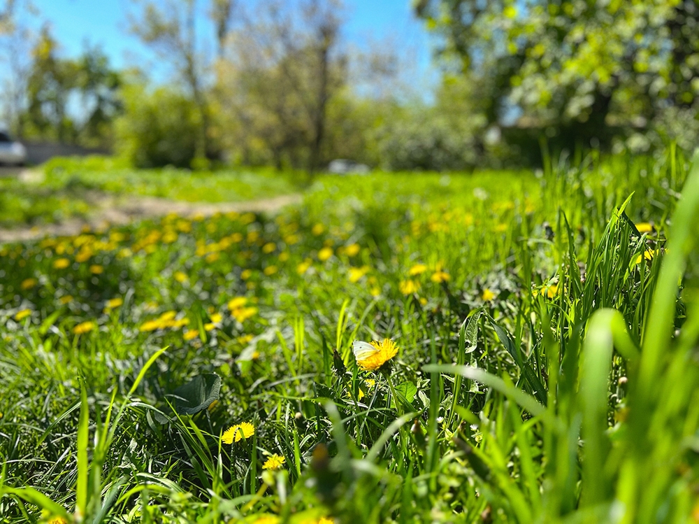 Weed Control Services by LandSharx Lawn and Snow