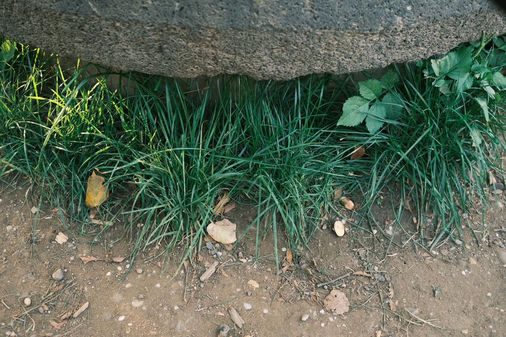 Vegetation Control and Weed Management by LandSharx Lawn and Snow