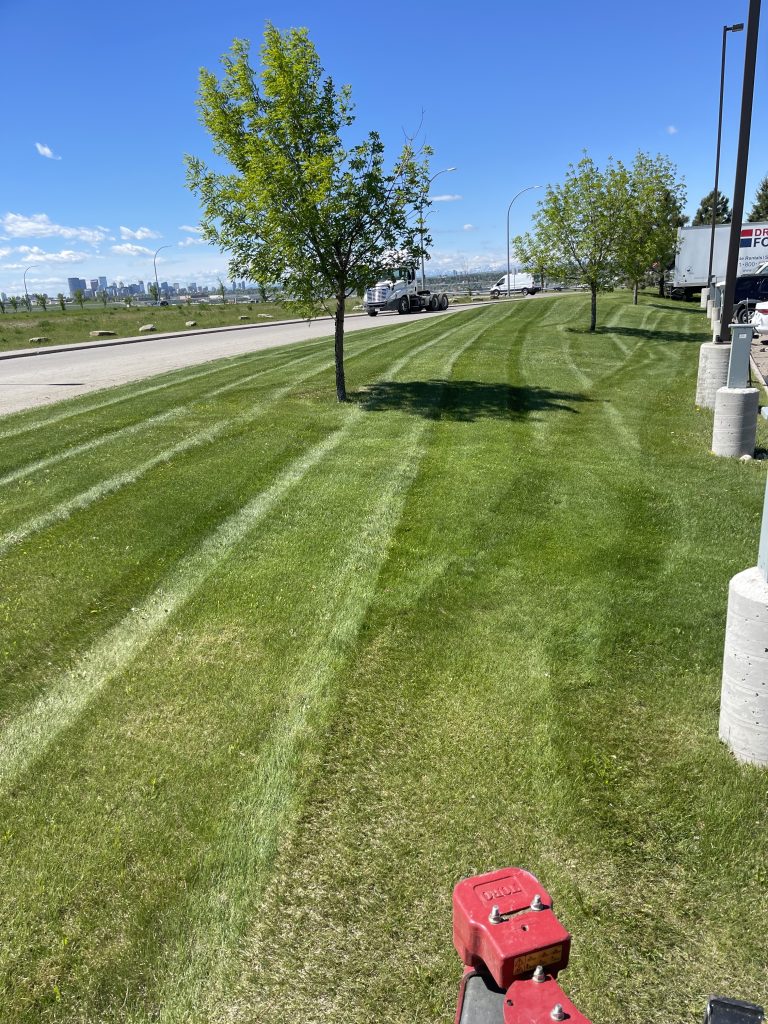 Commercial lawn care services in Calgary