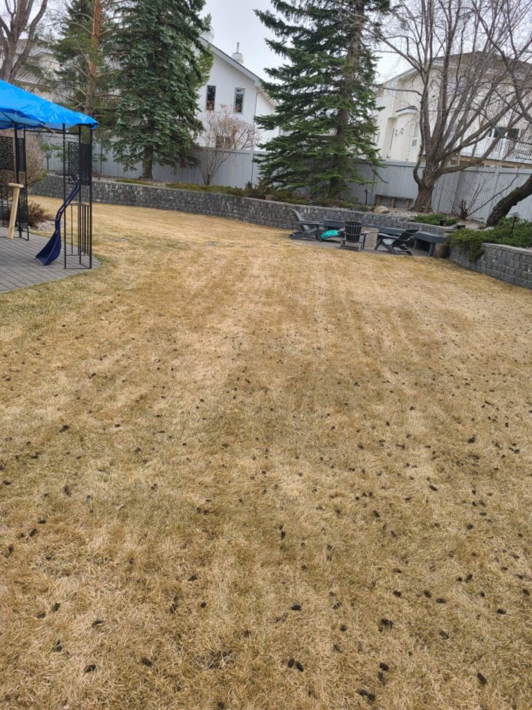 Lawn Aeration services in Calgary
