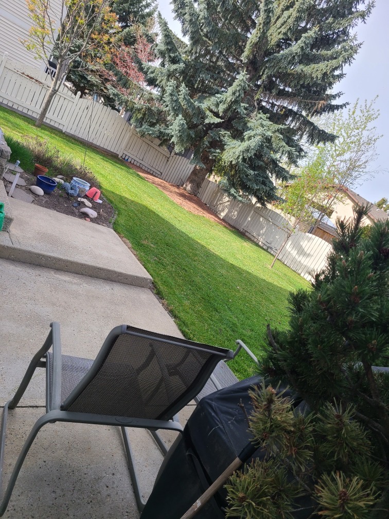 Tree & Stump removal services in Calgary