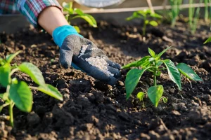 lawn fertilization schedule Edmonton cool season grass seasonal timing