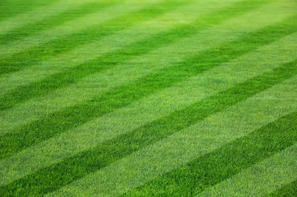 Current image: Thin patchy lawn in Edmonton showing poor grass growth despite regular watering and uneven soil conditions