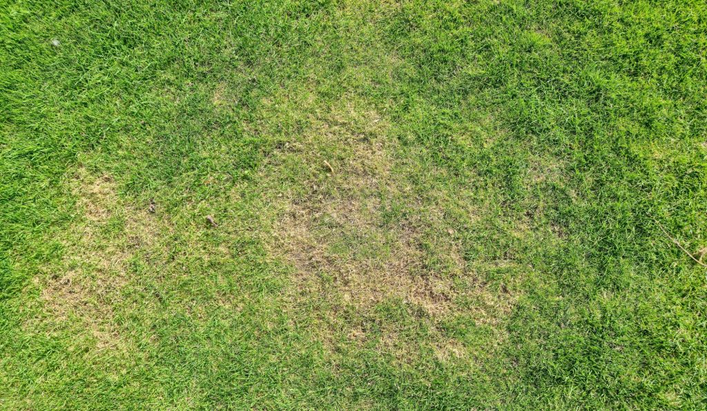 Current image: Thin Edmonton lawn with patchy grass despite regular watering
