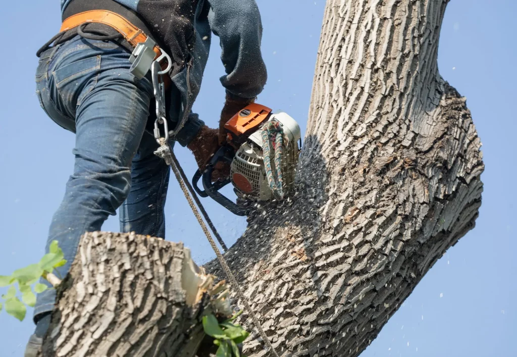 Current image: damaged tree with structural issues requiring removal instead of pruning