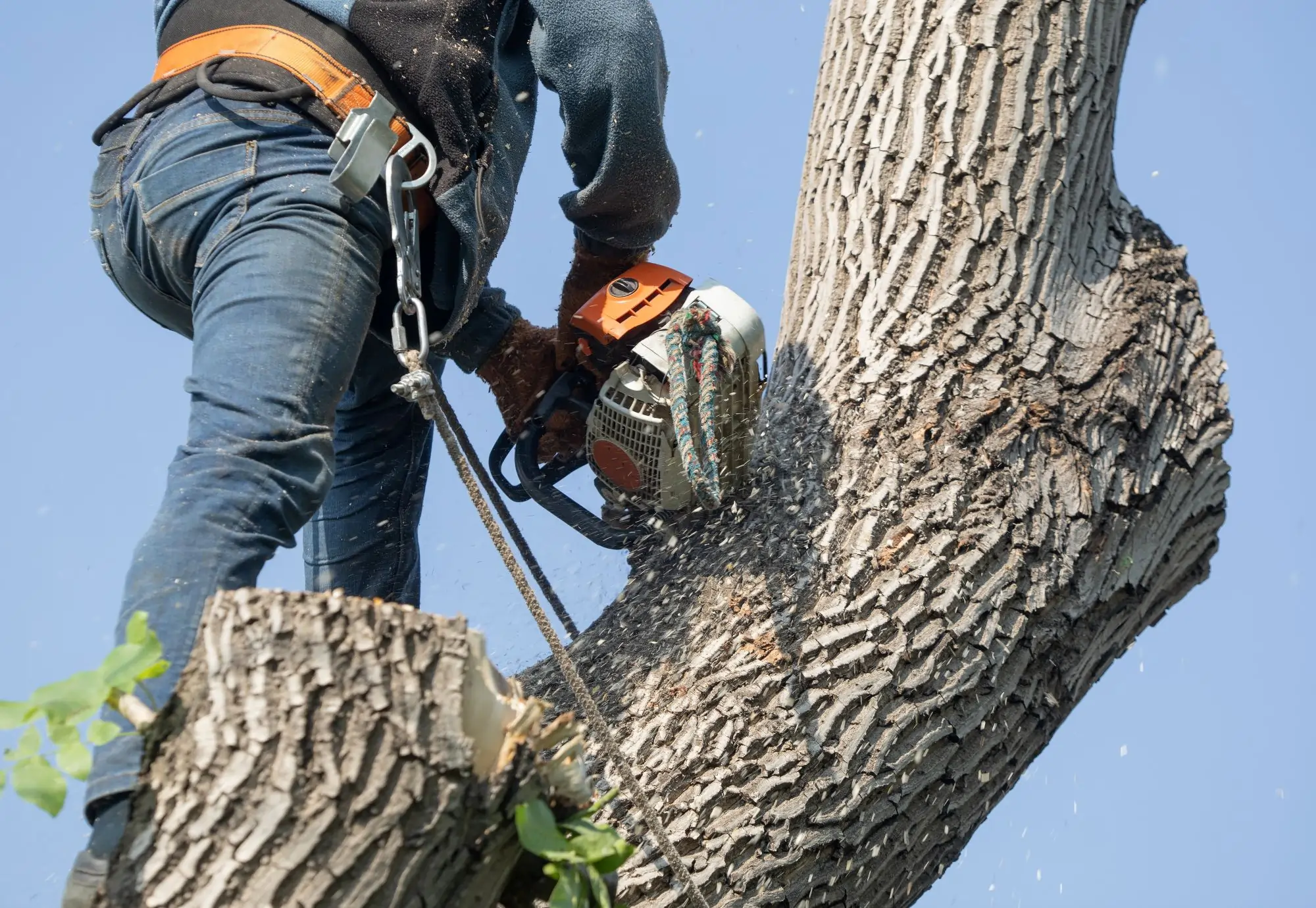 damaged tree with structural issues requiring removal instead of pruning