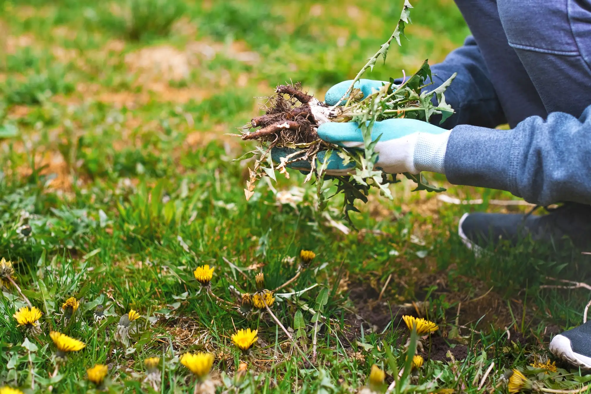 weeds spreading across thinning lawn in Edmonton yard