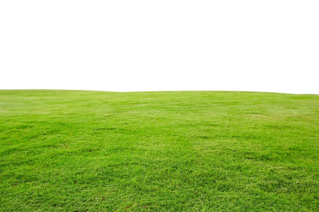 Current image: Comparison of artificial turf and natural grass in an Edmonton residential backyard