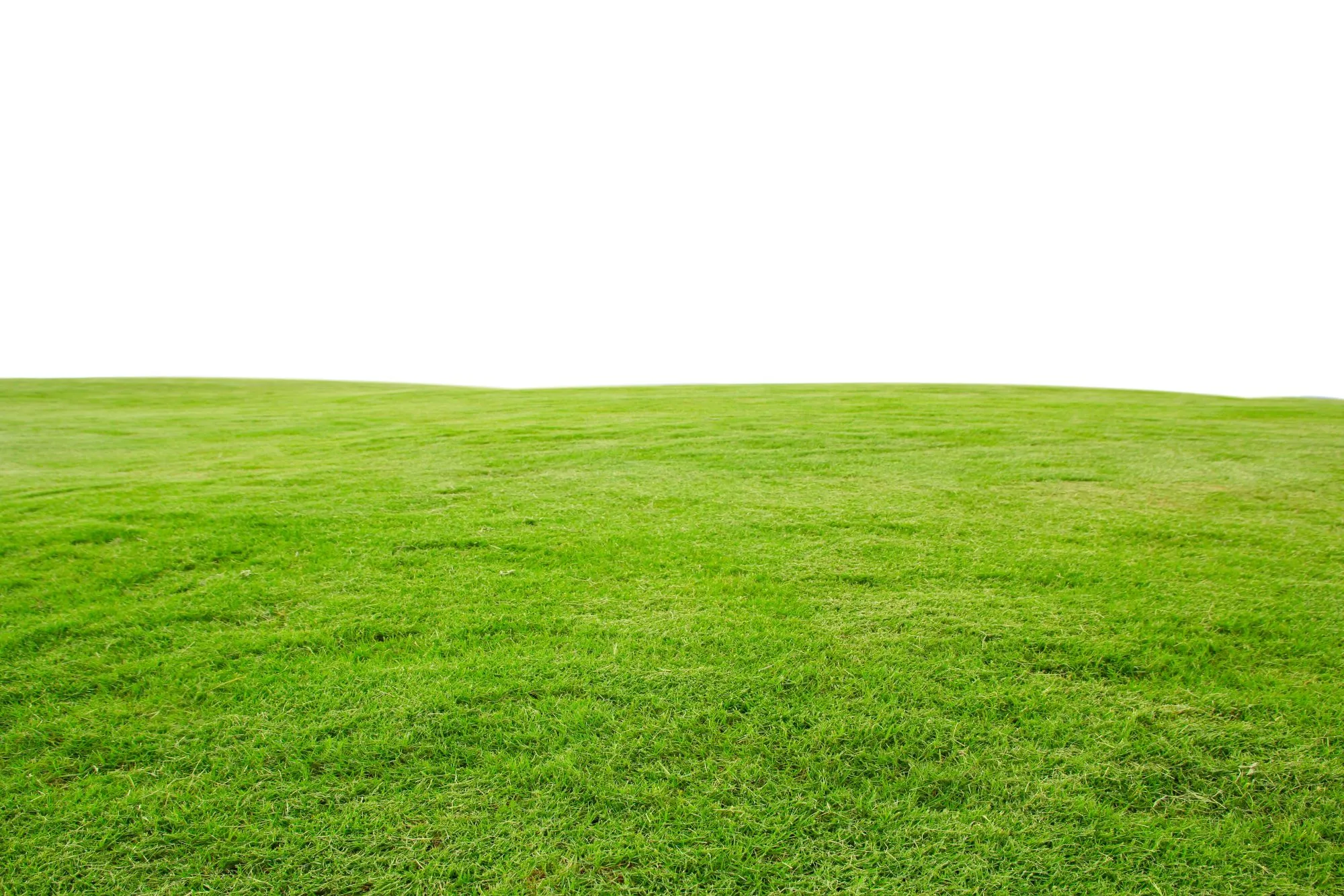 Artificial Turf vs Natural Grass in Edmonton Yards