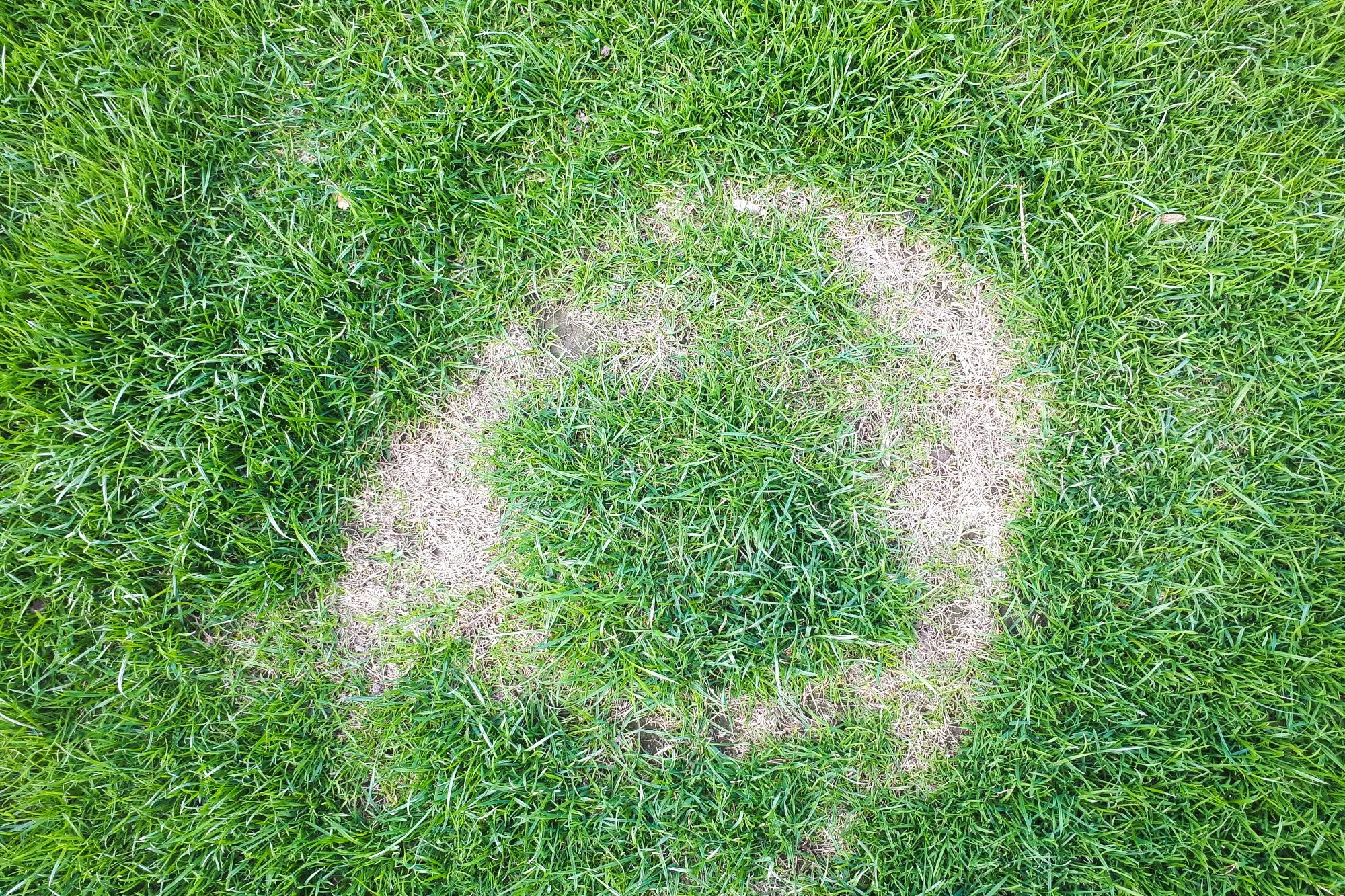 Early Warning Signs of Lawn Disease