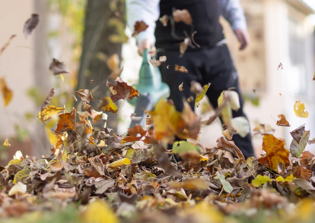 Current image: Fall cleanup in Edmonton with fallen leaves covering a residential lawn before winter